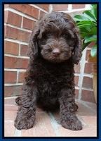 SC  pups 8 wks old 122