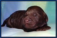 SC pups 1 wk old 21