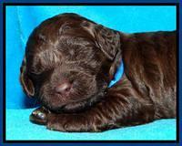 SC pups 2 wks old 381