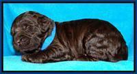 SC pups 2 wks old 391