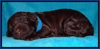 SC pups 2 wks old 401