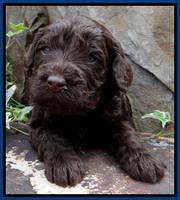 SC pups 3 wks old 21