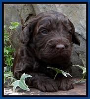SC pups 3 wks old 41