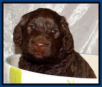 SC pups 4 wks old 11