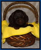 SC pups 4 wks old 71