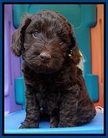 SC pups 5 wks old 10