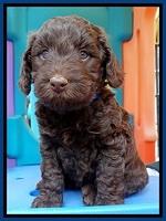 SC pups 5 wks old 20