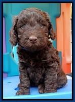 SC pups 5 wks old 30