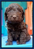 SC pups 5 wks old 50