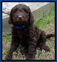 SC pups 6 wks old 381