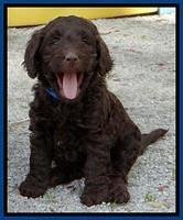 SC pups 6 wks old 391