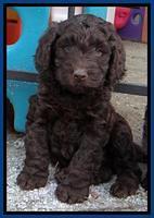 SC pups 6 wks old 431