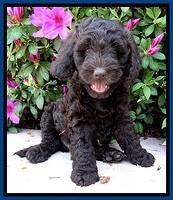 SC pups 7 wks old 50