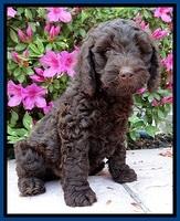 SC pups 7 wks old 80