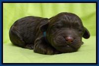  SC pups one day old 11