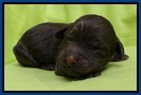  SC pups one day old 21