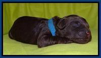  SC pups one day old 31