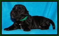 SC pups 2 wks old 41