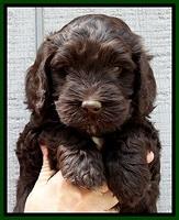 SC pups 6 wks old 191