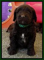 SC pups 6 wks old 221