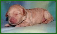 SC pups 1 wk old 61