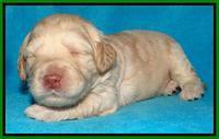 SC pups 2 wks old 261