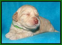 SC pups 2 wks old 281