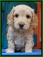 SC pups 5 wks old 180