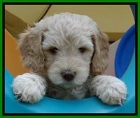 SC pups 6 wks old 41