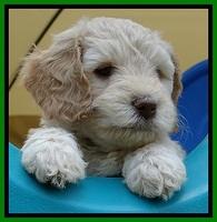 SC pups 6 wks old 51