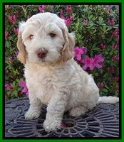 SC pups 7 wks old 270