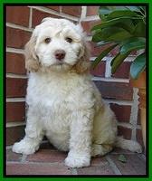 SC pups 8 wks old 10