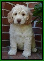 SC pups 8 wks old 30