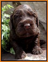 SC pups 3 wks old 181