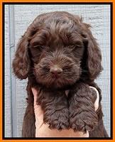 SC pups 6 wks old 131