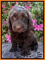 SC pups 7 wks old 340