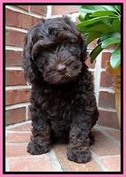 SC  pups 8 wks old 22