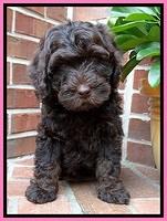SC  pups 8 wks old 42