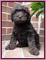 SC  pups 8 wks old 52