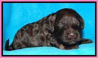 SC pups 2 wks old 341