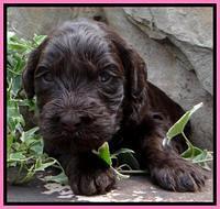 SC pups 3 wks old 211