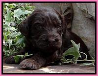 SC pups 3 wks old 221