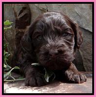 SC pups 3 wks old 231