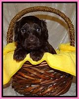 SC pups 4 wks old 101