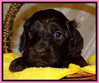 SC pups 4 wks old 91