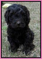SC pups 6 wks old 481
