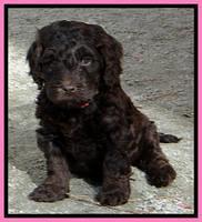 SC pups 6 wks old 501