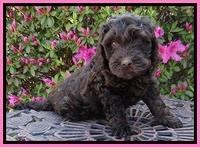SC pups 7 wks old 180