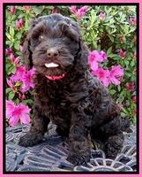 SC pups 7 wks old 200