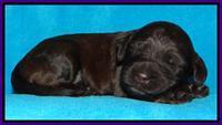 SC pups 2 wks old 101